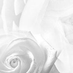 Кухонный фартук Цветы 217 МДФ матовый (3000) Flowers в Екатеринбурге - mebel24.online | фото 1
