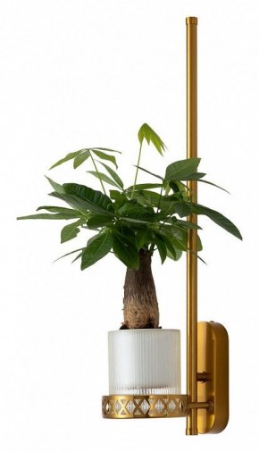 Бра Favourite Greenery 4050-1W в Екатеринбурге - mebel24.online | фото 4